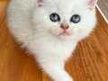 Safkan Silver Shaded Dişi British Shorthair 