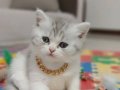 British Shorthair Prensesi: Gümüş Desenli Güzellik