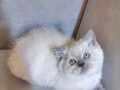 DİŞİ BONCUK BLUEPOİNT BEBEMİZ