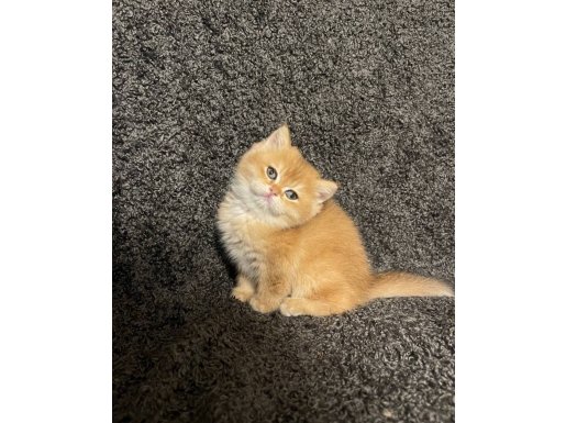 Anne Baba Şecereli Safkan golden NY12 British Shorthair 