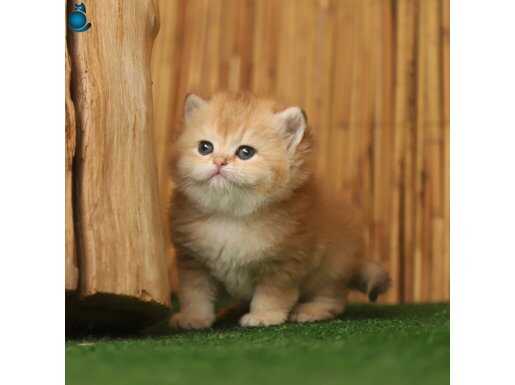 Anne baba şecereli safkan British Shorthair 