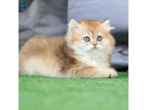 Anne Baba Şecereli Safkan Golden British Longhair Dişi