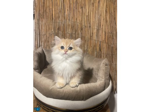 Anne baba Şecereli safkan British Longhair NY12