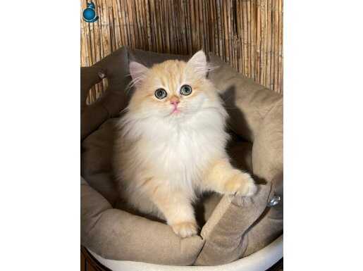 Anne Baba Şecereli Safkan NY12 British Longhair Dişi