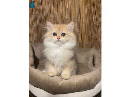 Anne baba Şecereli Golden NY12 British Longhair Dişi
