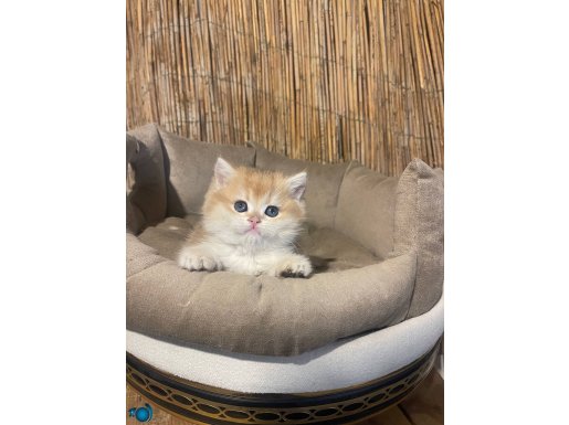 Anne Baba Şecereli Safkan NY12 kod British Shorthair 