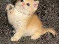 Anne Baba Secereli Safkan NY12 British Shorthair Dişi