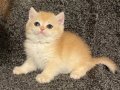 Anne Baba Secereli Safkan NY12 British Shorthair Dişi