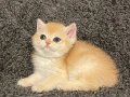 Anne Baba Secereli Safkan NY12 British Shorthair Dişi