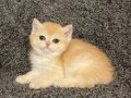 Anne Baba Secereli Safkan NY12 British Shorthair Dişi