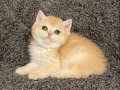 Anne Baba Secereli Safkan NY12 British Shorthair Dişi