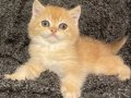Anne Baba Secereli Golden NY12 Erkek