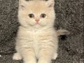 Anne Baba Secereli Safkan AY12 British Shorthair Dişi 