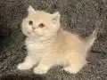 Anne Baba Secereli Safkan AY12 British Shorthair Dişi 