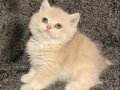 Anne Baba Secereli Safkan AY12 British Shorthair Dişi 