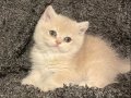 Anne Baba Secereli Safkan AY12 British Shorthair Dişi 
