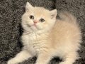 Anne Baba Secereli Safkan AY12 British Shorthair Dişi 