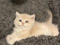 Anne Baba Secereli Safkan AY12 British Shorthair Dişi 