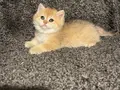 Anne Baba Şecereli Üst Düzey Safkan British Shorthair Dişi 
