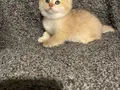 Anne Baba Şecereli Üst Düzey Safkan British Shorthair Dişi 