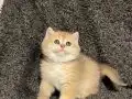 Anne Baba Şecereli Üst Düzey Safkan British Shorthair Dişi 