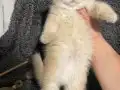 Anne Baba Şecereli Üst Düzey Safkan British Shorthair Dişi 