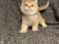 Anne Baba Şecereli Üst Düzey Safkan British Shorthair Dişi 