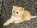 Anne Baba Şecereli Golden NY12 Safkan British Shorthair