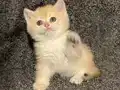 Anne Baba Şecereli Golden NY12 Safkan British Shorthair