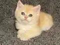 Anne Baba Şecereli Golden NY12 Safkan British Shorthair