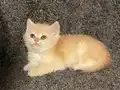 Anne Baba Şecereli Golden NY12 Safkan British Shorthair