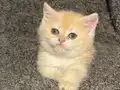 Anne Baba Şecereli Golden NY12 Safkan British Shorthair