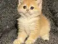 Anne Baba Şecereli Golden NY12 Safkan British Shorthair