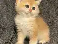 Anne Baba Şecereli Golden NY12 Safkan British Shorthair