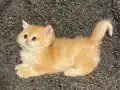 Anne Baba Şecereli Golden NY12 Safkan British Shorthair