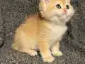 Anne Baba Şecereli Golden NY12 Safkan British Shorthair