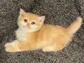 Anne Baba Şecereli Golden NY12 Safkan British Shorthair