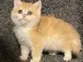 Anne Baba Şecereli Golden NY12 Safkan British Shorthair Erkk