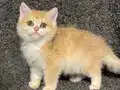 Anne Baba Şecereli Golden NY12 Safkan British Shorthair Erkk