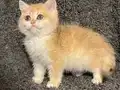 Anne Baba Şecereli Golden NY12 Safkan British Shorthair Erkk