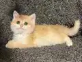 Anne Baba Şecereli Golden NY12 Safkan British Shorthair Erkk