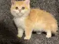 Anne Baba Şecereli Golden NY12 Safkan British Shorthair Erkk