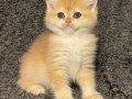 Anne Baba Şecereli Golden NY12 Safkan British Shorthair Dişi