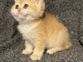 Anne Baba Şecereli Golden NY12 Safkan British Shorthair Dişi
