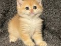 Anne Baba Şecereli Golden NY12 Safkan British Shorthair Dişi