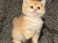 Anne Baba Şecereli Golden NY12 Safkan British Shorthair Dişi