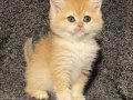 Anne Baba Şecereli Golden NY12 Safkan British Shorthair Dişi