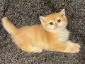 Anne Baba Şecereli Golden NY12 Safkan British Shorthair Dişi