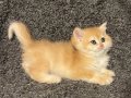 Anne Baba Şecereli Golden NY12 Safkan British Shorthair Dişi