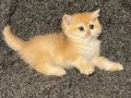 Anne Baba Şecereli Golden NY12 Safkan British Shorthair Dişi